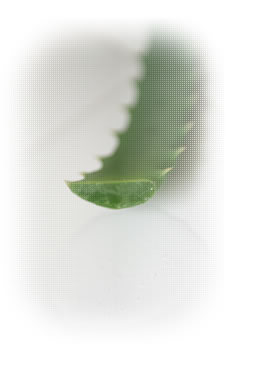 R2�̃X�L�����[�V����